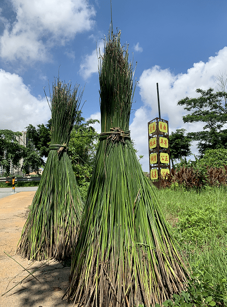 今天沙田人工培育的莞草收割了你知道亩产多少斤吗