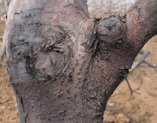 疫路有我天脊线上服务梨树栽培管理技术及科学施肥