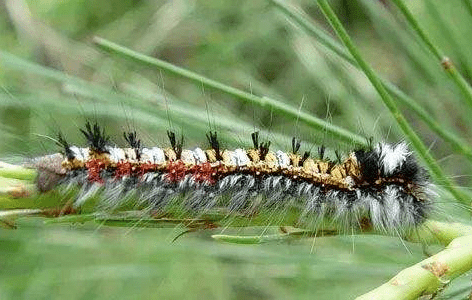 夏天到了,小心这些虫!