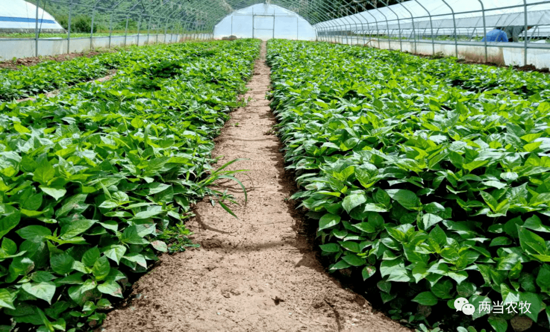 两当县订单辣椒移栽定植工作已全面完成