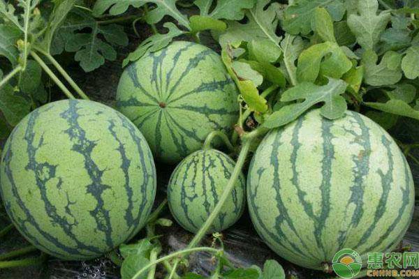 夏天购买西瓜怎么判断是否成熟6个小技巧分享