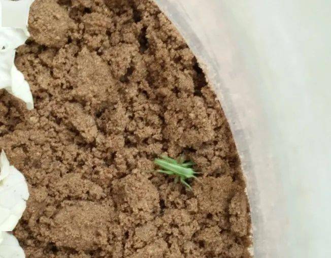 二,蝈蝈的繁育过程反思成长:本次活动,是几个昆虫爱好者自发组织的