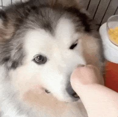 388_386gif 动态图 动图