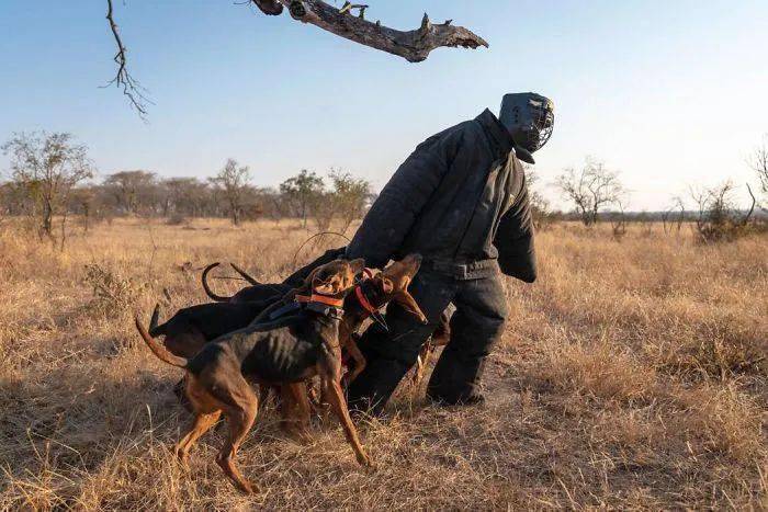 从偷猎者手中拯救犀牛,你永远不知道工作犬多能干!