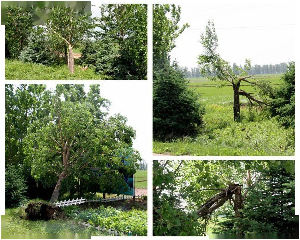 受大风灾害影响,农场公司辖区内四七线,北秀线,东凉线等主要及支线