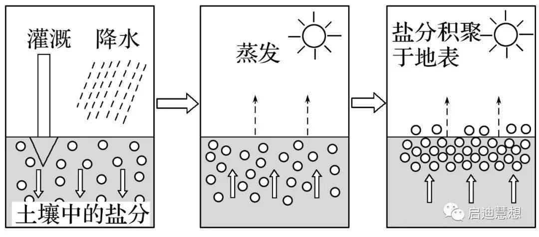 【高考解析】当前土壤盐碱化已经成为一个全球性的问题,土壤盐渍化分