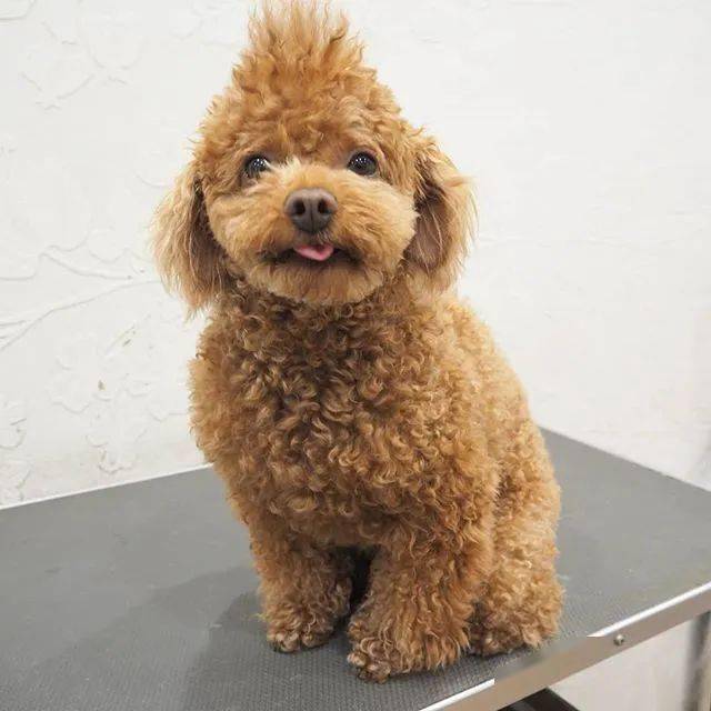 主人给小贵宾设计了一个发型,剪完后狗砸一脸无奈:mmp!