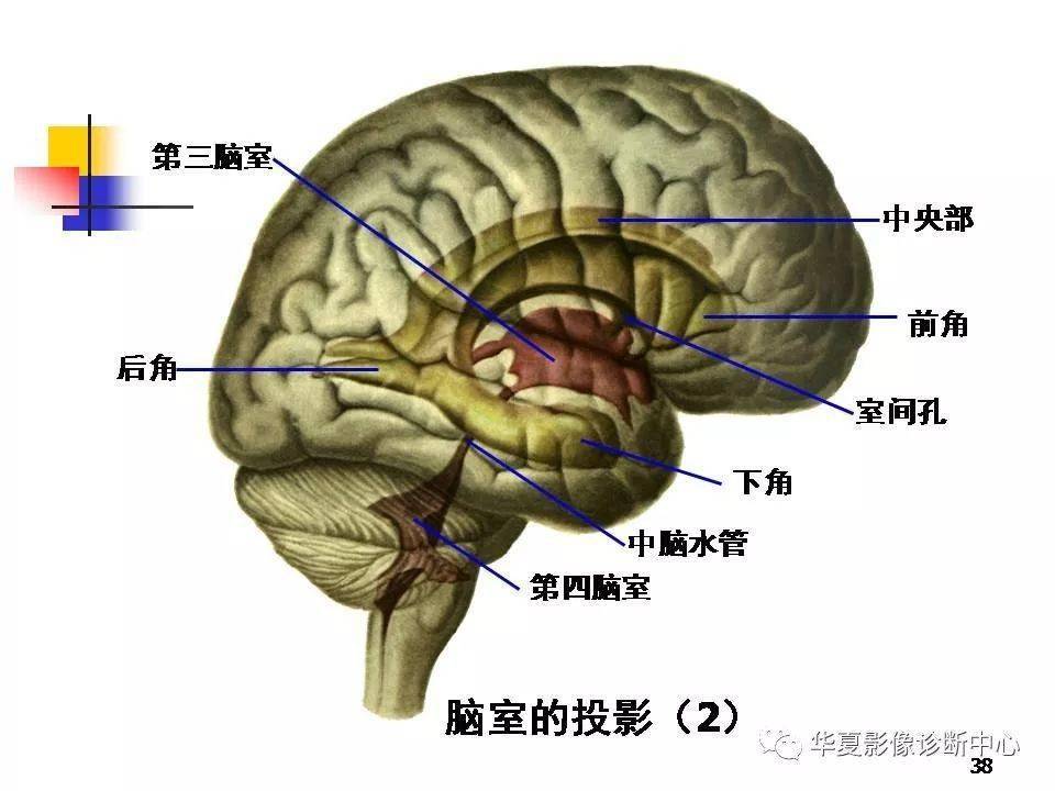 【基礎知識】端腦的詳細解剖大全_主要部分