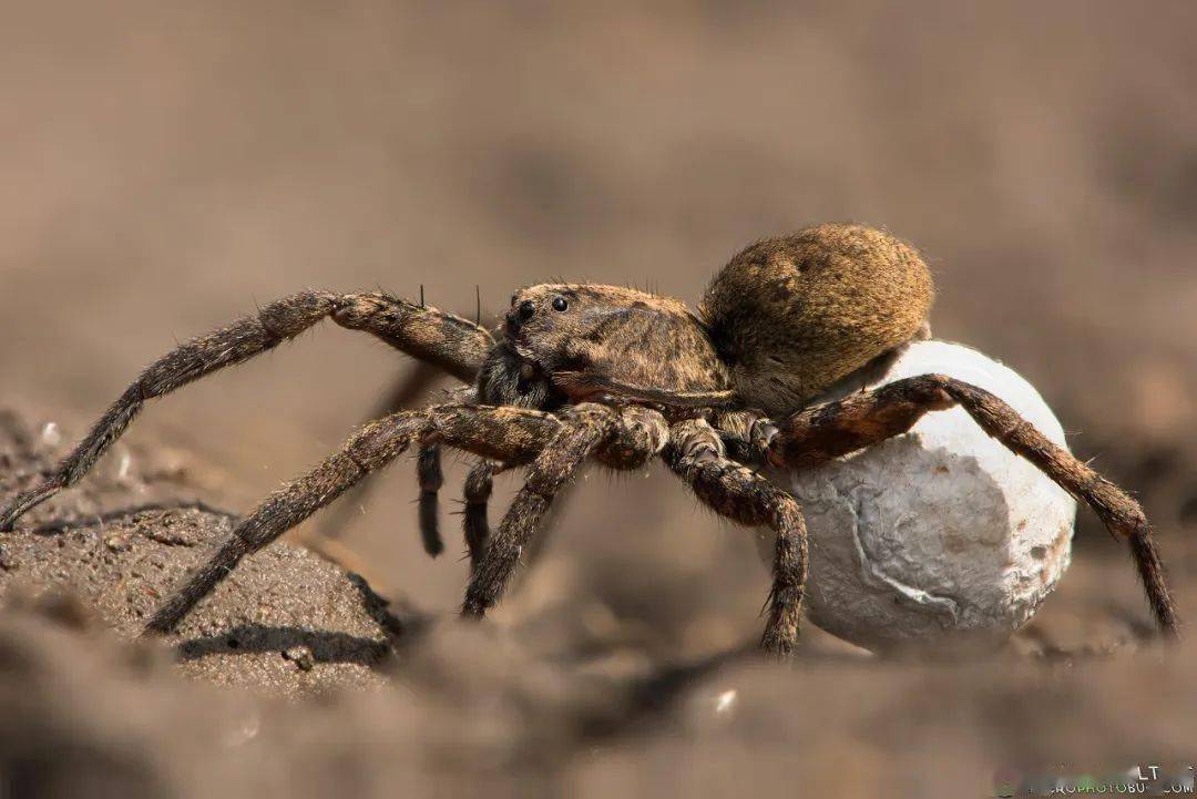 狼蛛妈妈拖着自己的宝宝图片来源于macrophotobug.