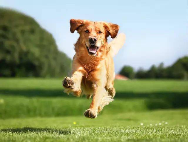 狗狗奔跑时的表情有可爱有霸气也有搞笑