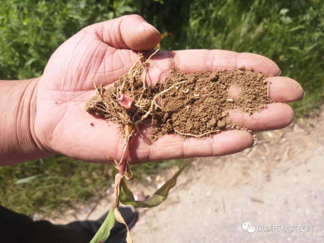 今年丹东地区玉米根腐病多发怎样防治