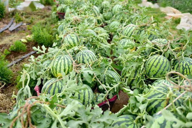 好吃宝利好长青沙西瓜来袭如皋人快来解锁一个西瓜味的夏天