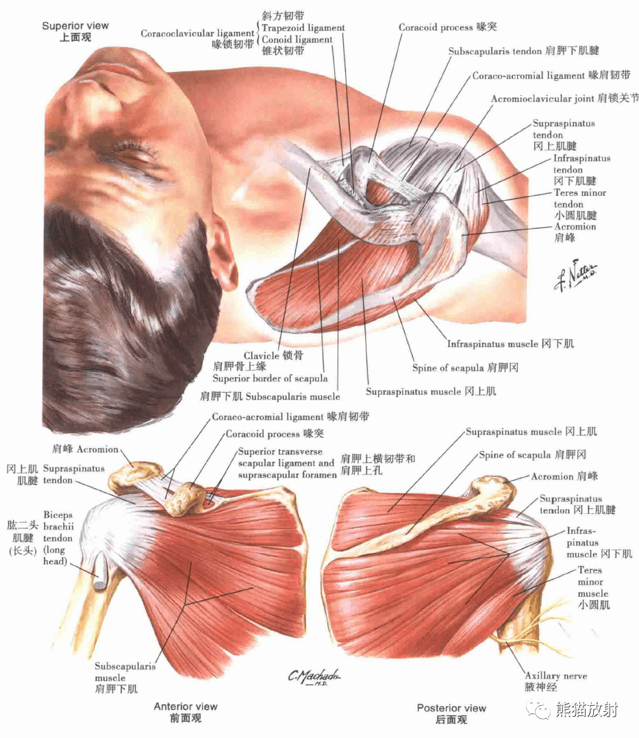 解剖丨上肢鎖骨肩關節肩袖上臂肌群臂叢