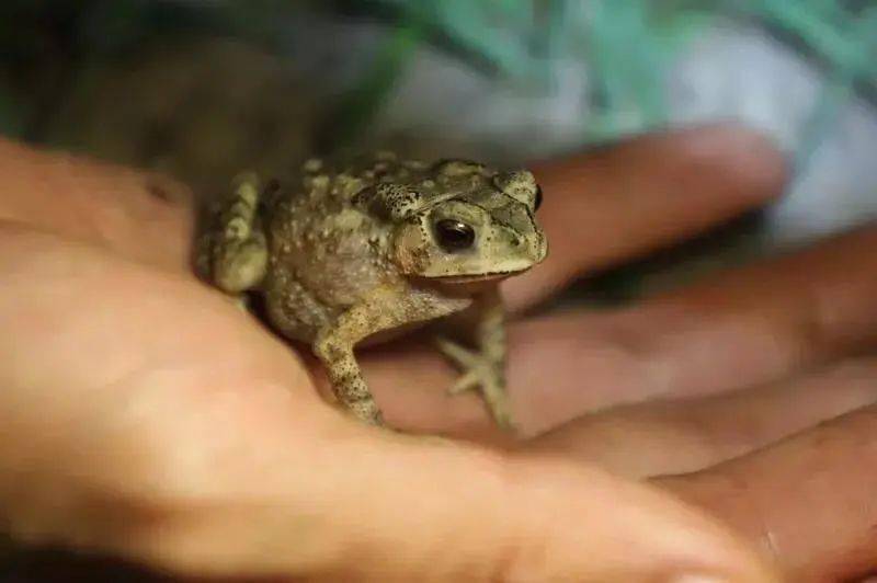 梦境解析,买地、小男孩与癞蛤蟆——一场关于成长与转变的奇妙之旅 梦境解析,买地、小男孩与癞蛤蟆——一场关于成长与转变的奇妙之旅