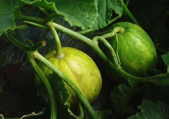 森林里的甜瓜熟了九峰山喊你来采摘