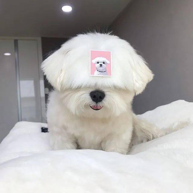 狗有刘海的表情包-千图网