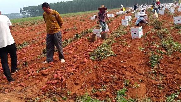 外地人来湛江种番薯一种就是几百亩短短4个月挣50多万