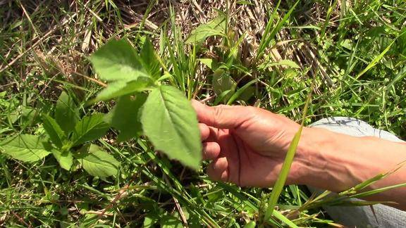 乡下这种叫"革命菜"凉拌吃清香甘甜,你认识吗?