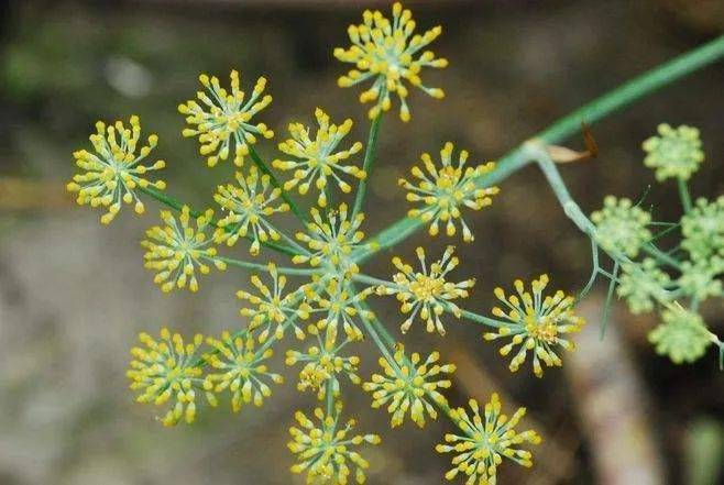 海茴香干细胞——南非神奇之物,深层保湿 】