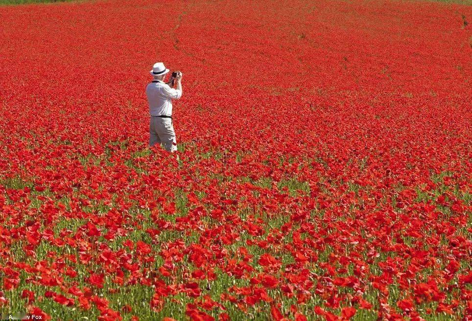英国夏日的虞美人花海,更不容错过.