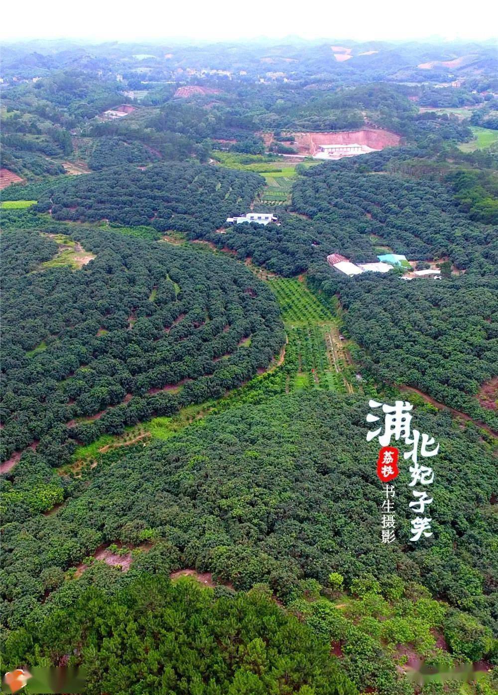 浦北妃子笑荔枝熟了尝鲜要趁早