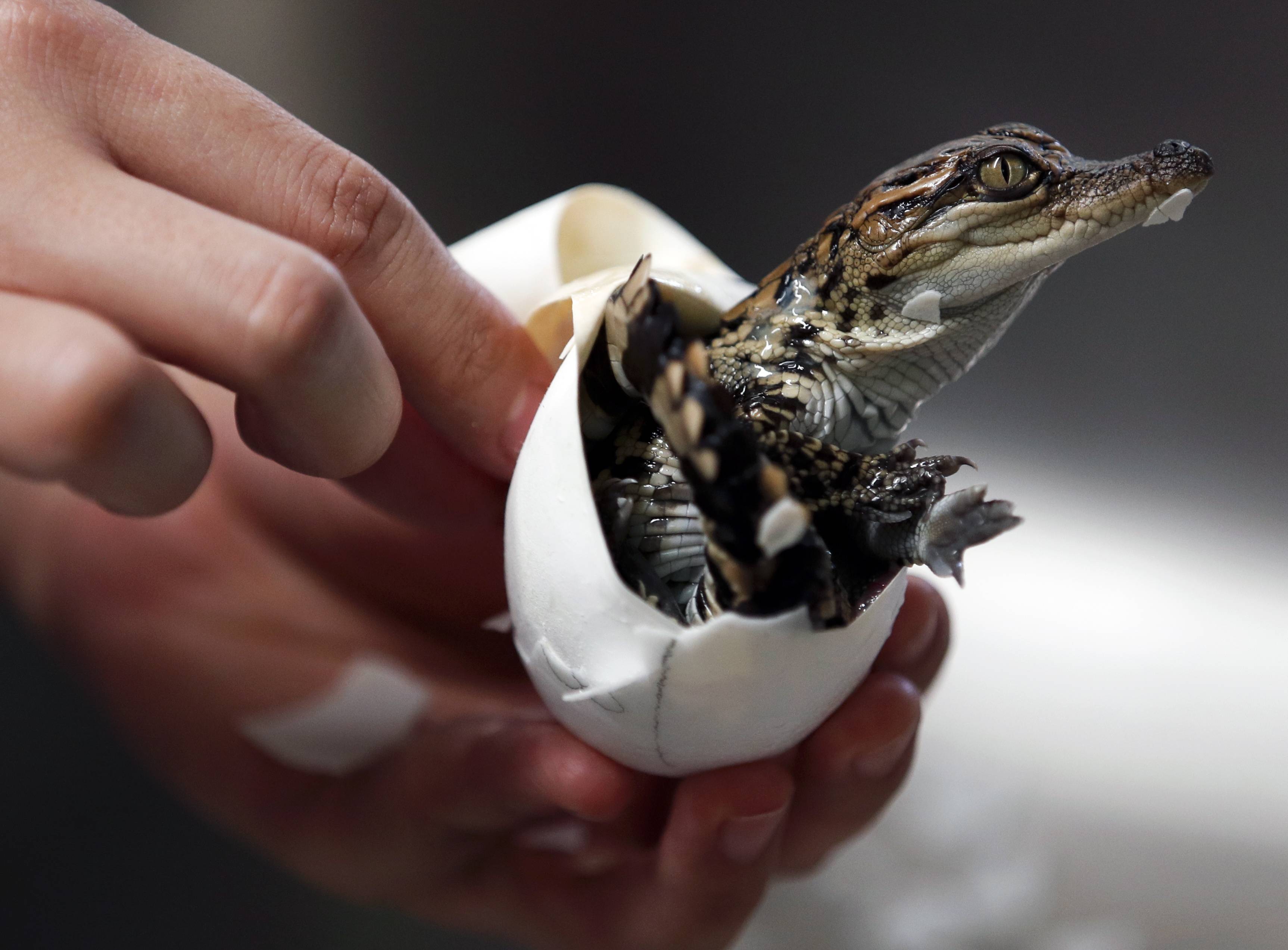 泰国春武里是拉差龙虎园重开