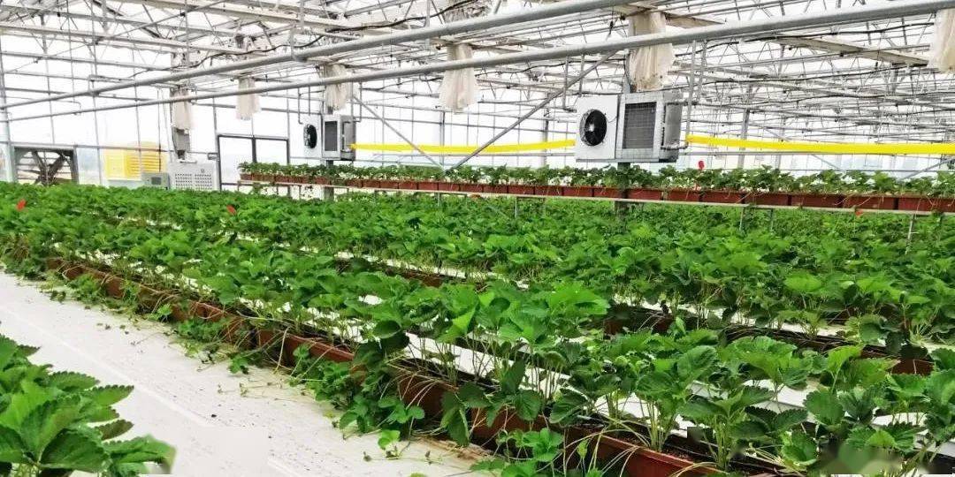 草莓树苗批发