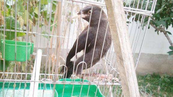 小八哥饲养第46天开始换毛换毛时还有点儿注意事项你知道吗