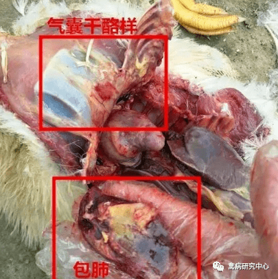 【水禽】 鸭鹅"包心包肝"就是浆膜炎吗?