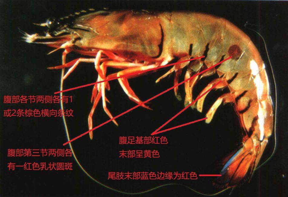 腹部长褐色斑图片