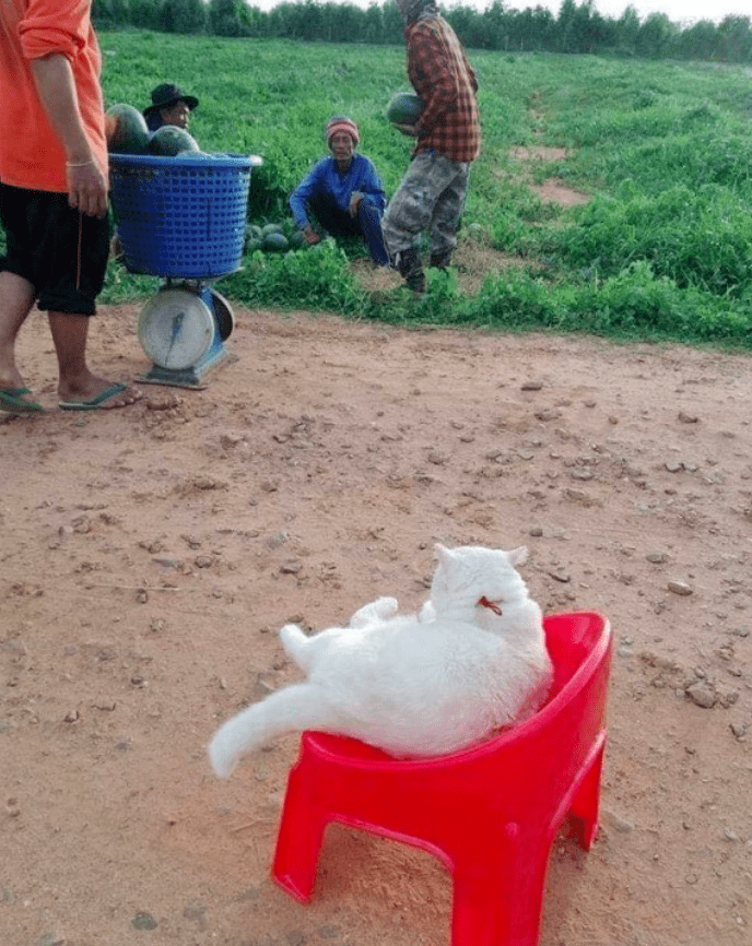 泰国卖瓜猫表情超社会：“看什么看！还不快来买老子的瓜！”