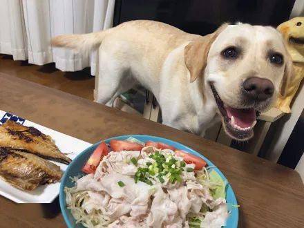 狗子想吃主人的食物.