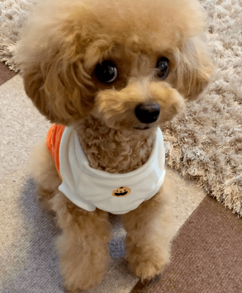 网友家的贵宾一犯错就这副表情真是想骂都张不开嘴