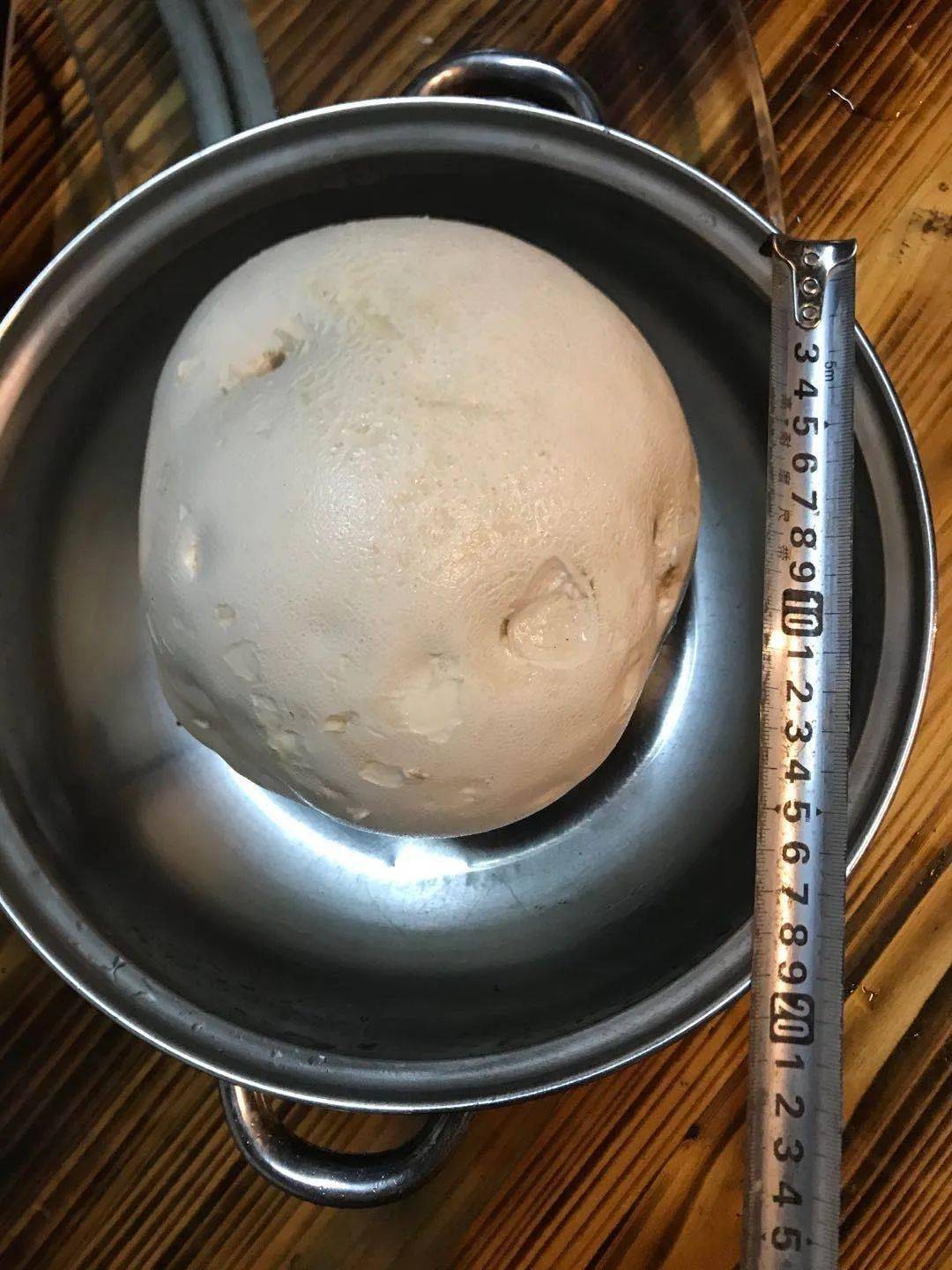 巨型白地菇,即巨型白松露.
