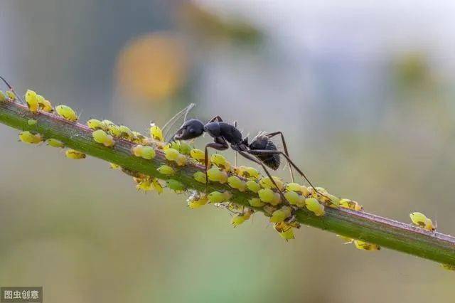 蚂蚁和蚜虫之间的共生关系