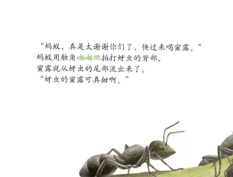 【绘本时光】大力士——蚂蚁