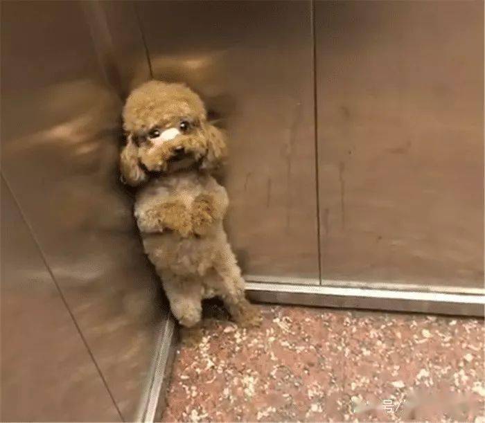 泰迪坐电梯被揍,每次遇到对方就缩在角落,小怂样让人笑翻