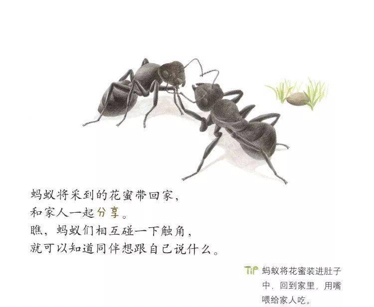 【绘本时光】大力士——蚂蚁