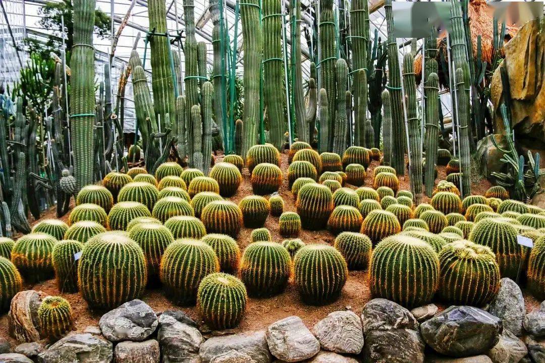 南山植物园里的秘密基地自带滤镜的温室展馆