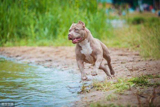 犬界8大猛犬,藏獒只排第七,第一名就是個