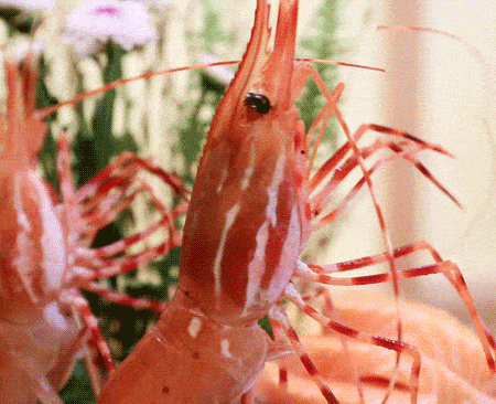 鲜活牡丹虾上桌跳舞