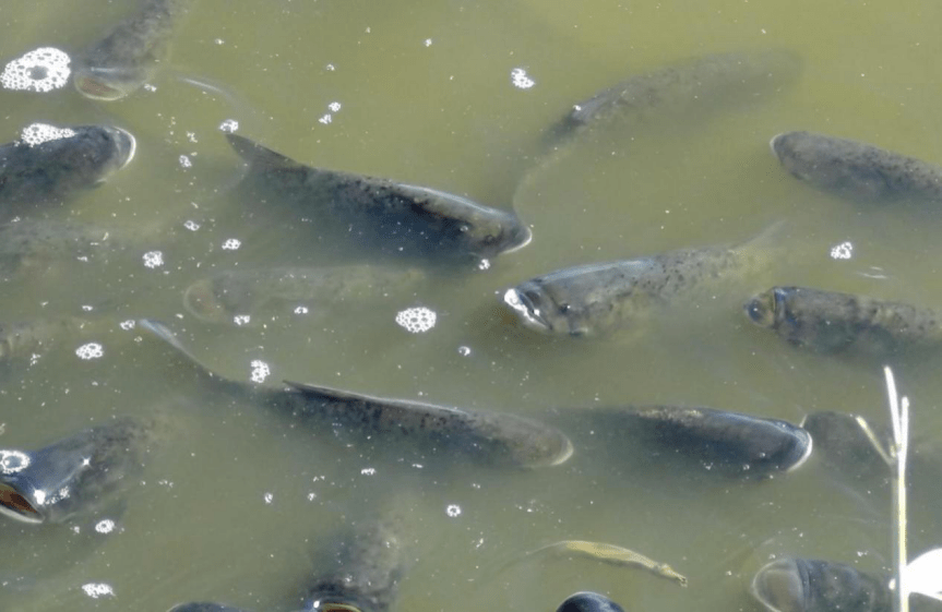 科特派在行动 | 石天喜:授人与鱼不如授人以渔_养殖