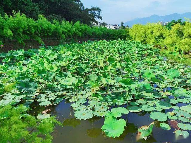 赏秀美荷花风景,连江生态公园荷花开得正艳!开启荷花拍摄第一站