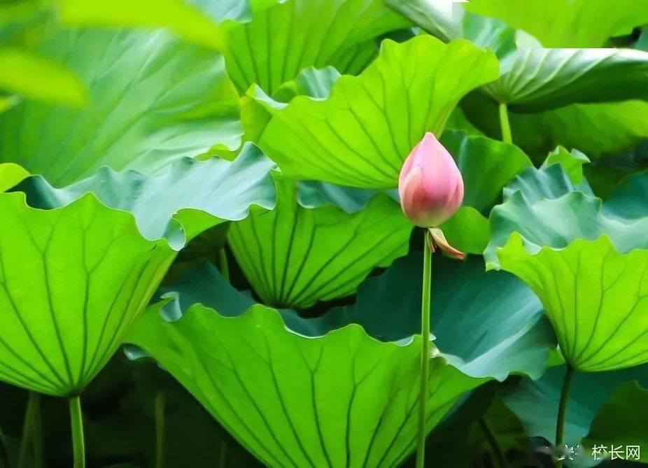 这个夏天相约"荷"处?