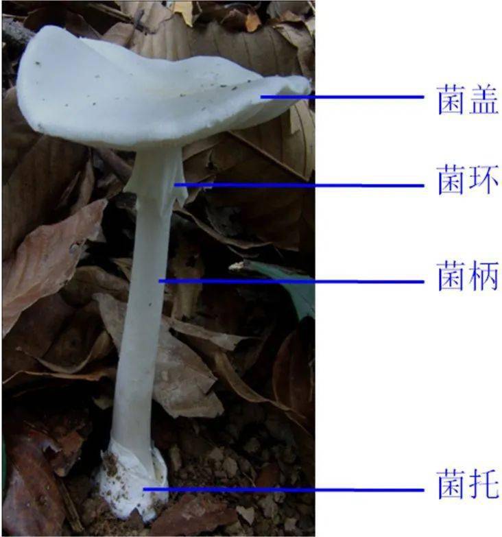 蘑菇各部位名称及图片图片