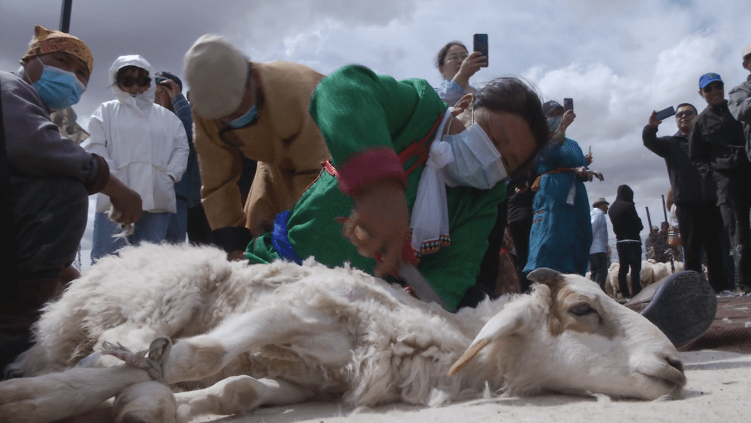 看过来东苏剪羊毛比赛蒙汉语