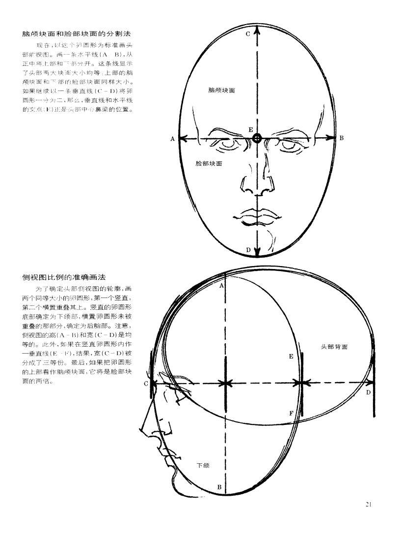 动态素描·头部结构 基本结构和形体 伯恩霍加思