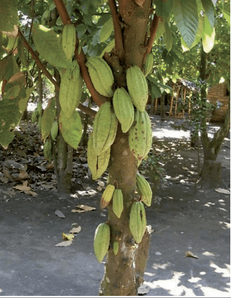 3500年前的巧克力