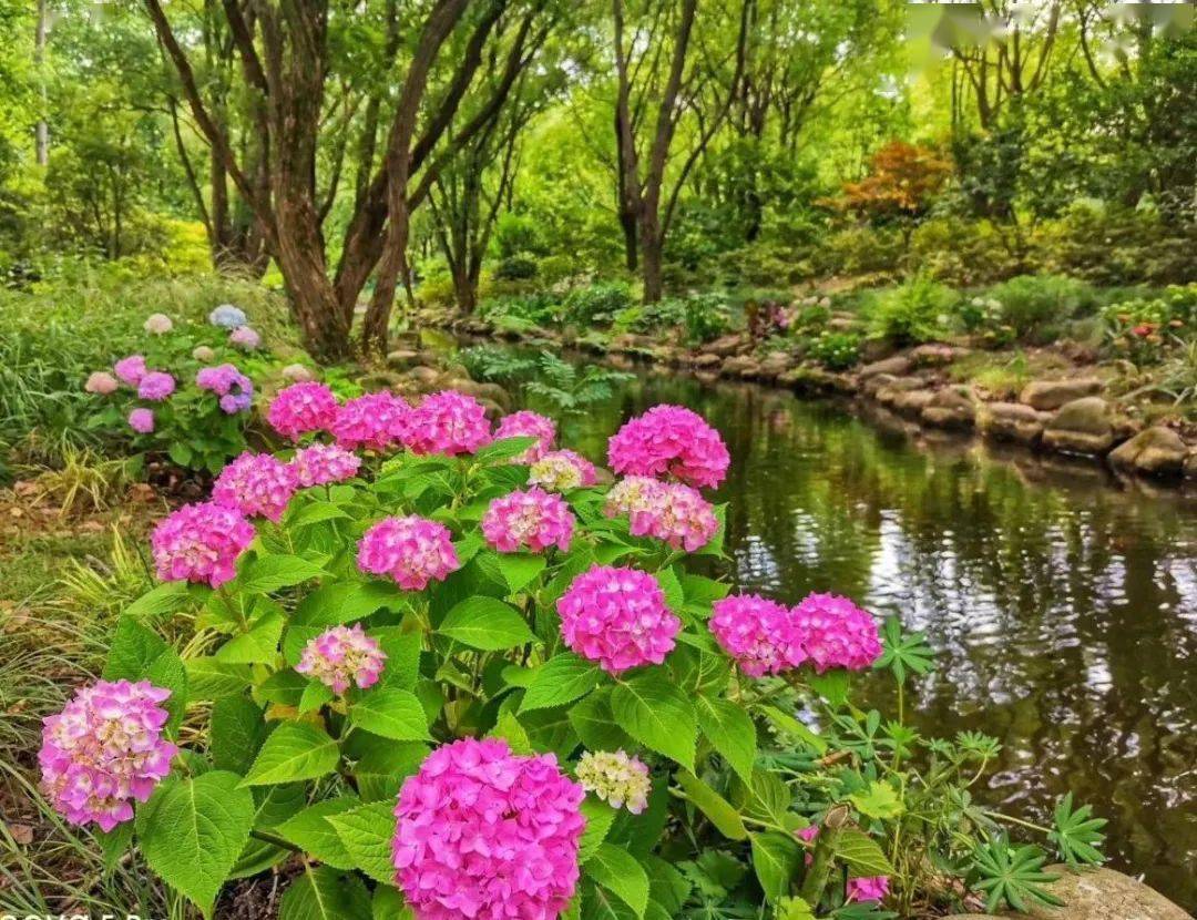 圖片來源:公眾號@上海共青森林公園 ③ 南京-繡球公園 地址:南京市