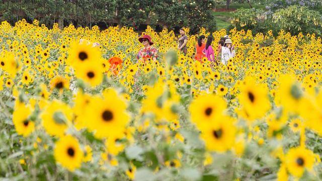 仲夏時節去成都漫花莊園感受向日葵的魅力